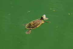 Graptemys ouachitensis