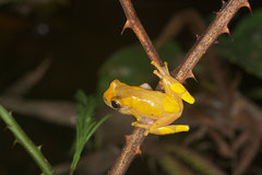 Dendropsophus triangulum