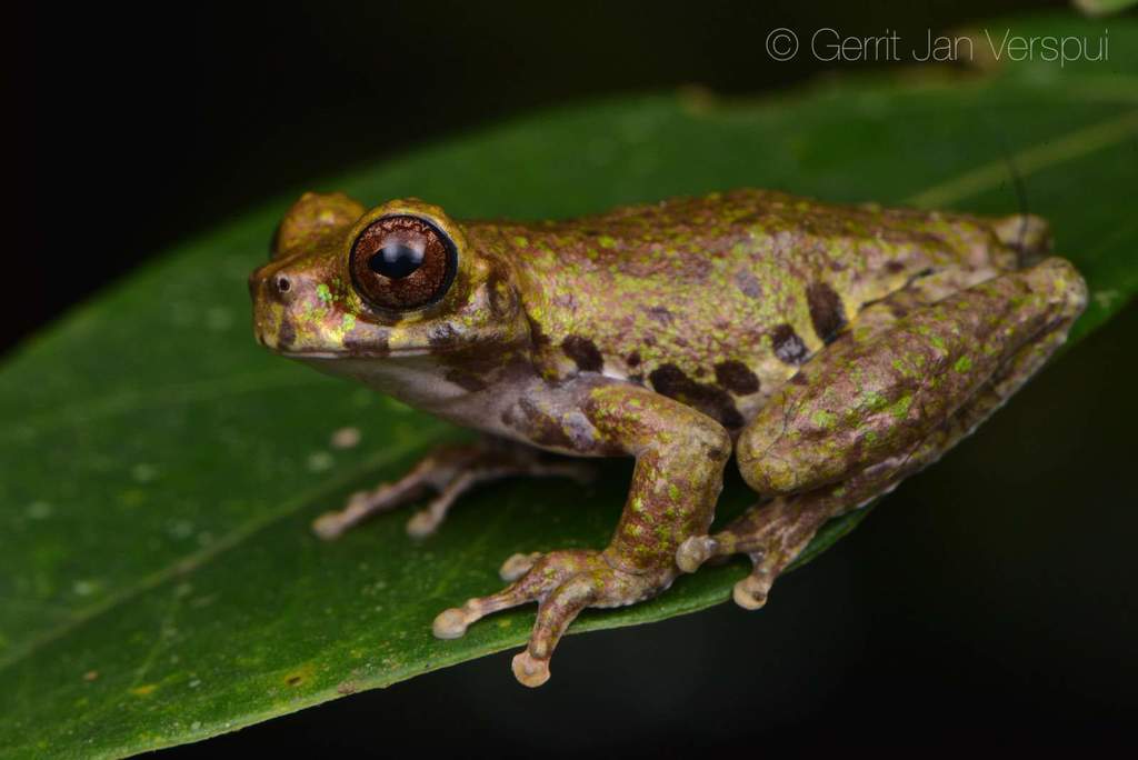 Lancaster's Treefrog