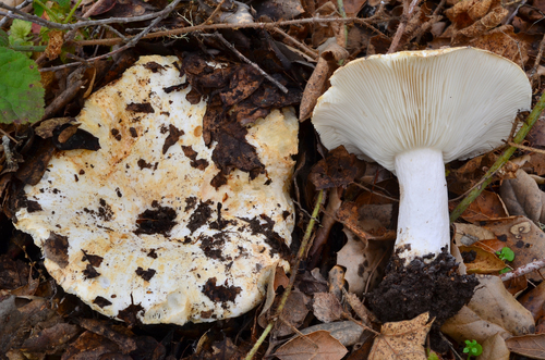 Short-stemmed Russula