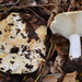 Short-stemmed Russula