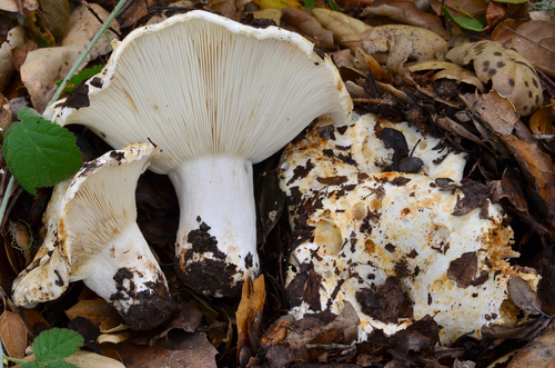 Short-stemmed Russula