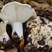 Short-stemmed Russula