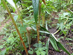 Arisaema erubescens
