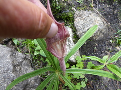 Arisaema erubescens