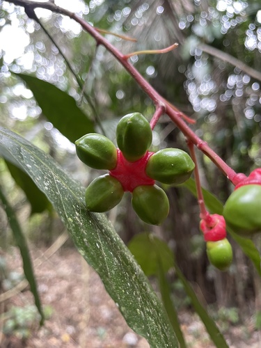 Quassia amara