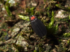 Pyrocoelia formosana