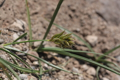 Carex douglasii