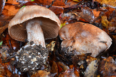 Cortinarius regalis image