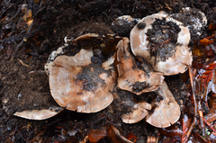 Cortinarius regalis image