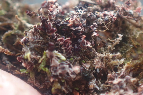 Speckled Rustwort (Marsupella sphacelata)