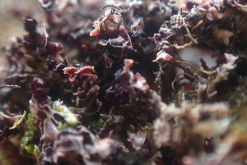 Image of Marsupella sphacelata by no rights reserved