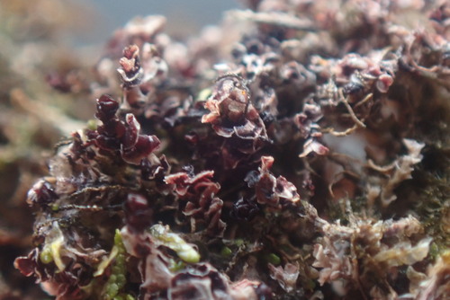 Image of Marsupella sphacelata by no rights reserved