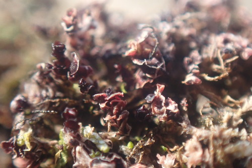 Image of Marsupella sphacelata by no rights reserved
