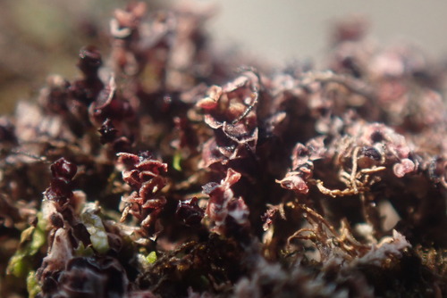 Image of Marsupella sphacelata by no rights reserved