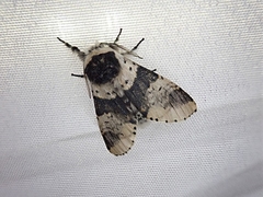 Furcula scolopendrina