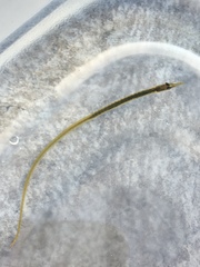 Syngnathidae