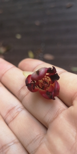 Image of Kadsura coccinea by no rights reserved