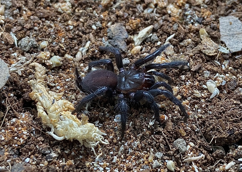 Cethegus barraba