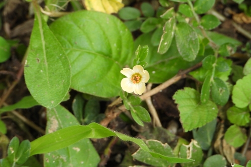 Image of Kallstroemia maxima by (c) Ricardo Betancourt Sánchez, some rights reserved (CC BY)