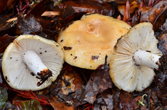 Russula cerolens image