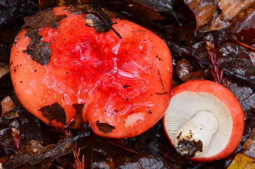 Winter Russula