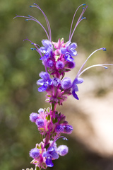 Trichostema lanatum