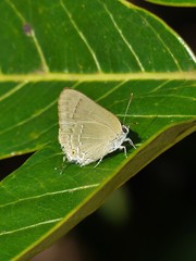 Allosmaitia strophius