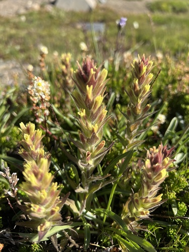 Image of Castilleja cryptantha by (c) Brooke Smith, some rights reserved (CC BY)