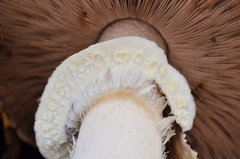 Agaricus albolutescens image