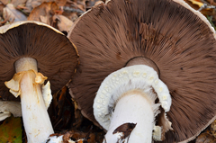 Agaricus albolutescens image