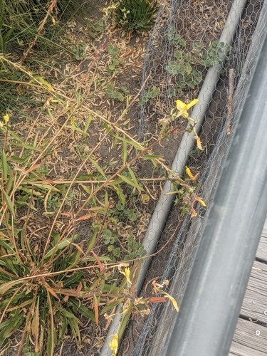 iNaturalist observation photo of tall evening primrose