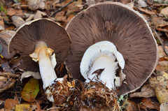 Agaricus albolutescens image