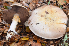 Agaricus albolutescens image