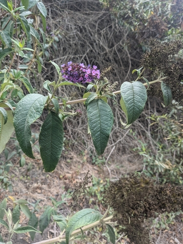 iNaturalist observation photo of Butterfly bush