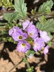 Phacelia suaveolens