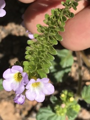 Phacelia suaveolens