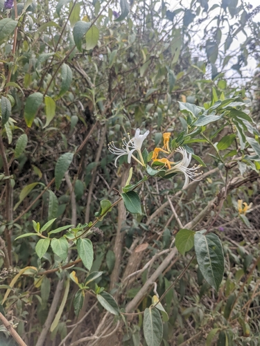 iNaturalist observation photo of Japanese honeysuckle