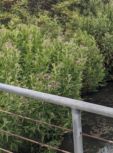iNaturalist observation photo of marsh fleabane