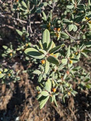 Frangula californica