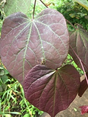 Cercis canadensis