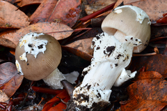 Amanita constricta image