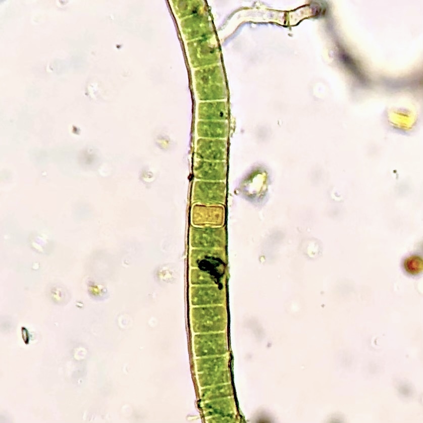 Aulosira