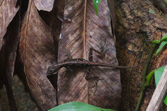 Anolis trachyderma