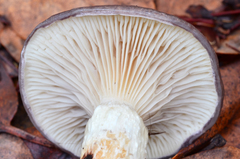Gomphidius glutinosus image