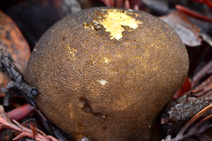 Lycoperdon umbrinum image