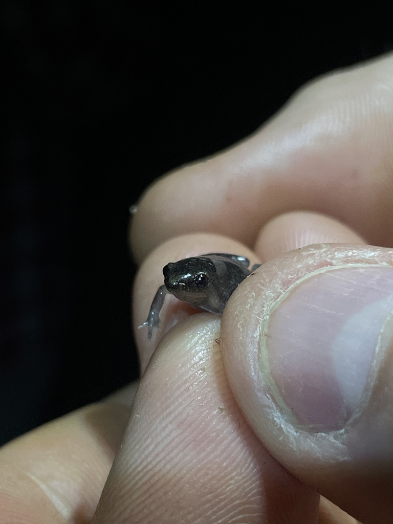 Reticulated Humming Frog