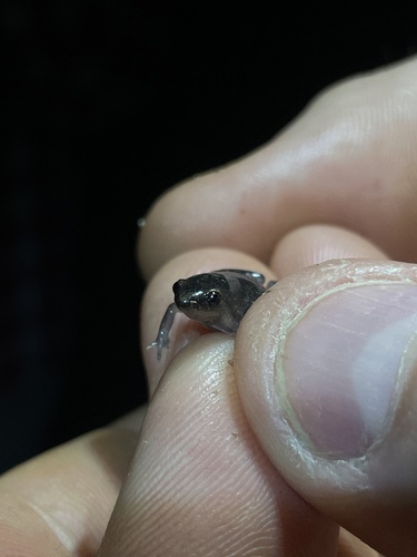Reticulated Humming Frog