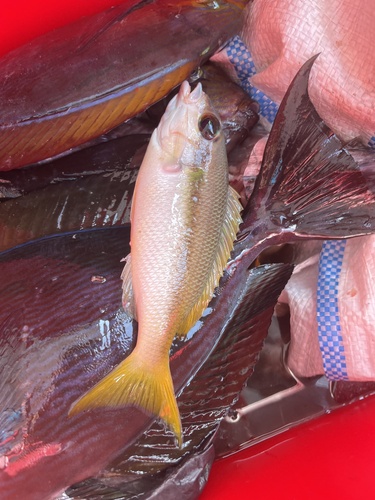 Pale Monocle Bream (Scolopsis affinis)