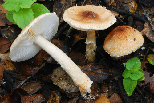 Lepiota spheniscispora
